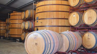 Winery barrels of Port wine