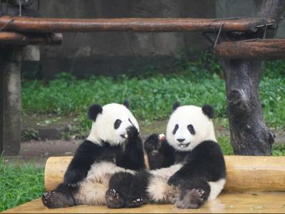 Chengdu Panda Base Private Guided Tour