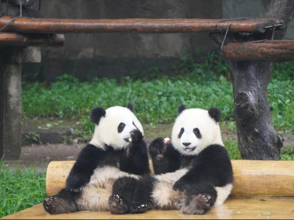 Chengdu Panda Base Private Guided Tour