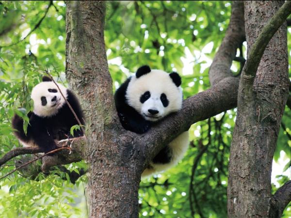 Chengdu Panda Base Private Guided Tour