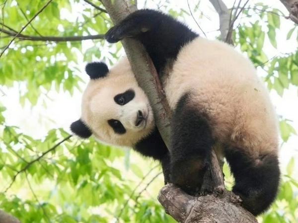 Chengdu Panda Base Private Guided Tour