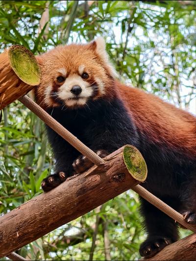 Dujiangyan Panda Valley+Irrigation System 1-Day Private Tour