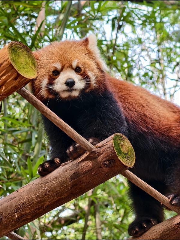 Dujiangyan Panda Valley+Irrigation System 1-Day Private Tour