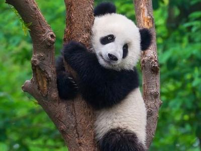 Chengdu Panda Base Private Guided Tour