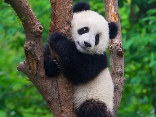 Chengdu Panda Base Private Guided Tour