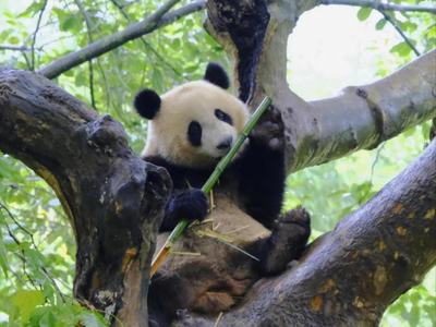Chengdu Panda Base Private Guided Tour