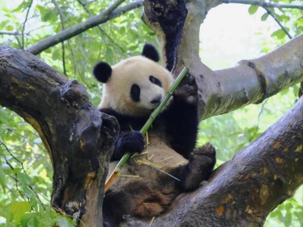 Chengdu Panda Base Private Guided Tour