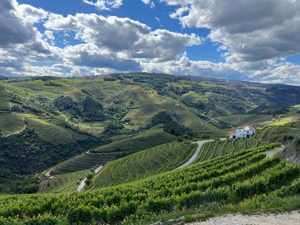 Douro Valley Luxury Wine Cruise & Dining | 3 Estates