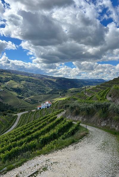 Douro Valley Luxury Wine Cruise & Dining | 3 Estates