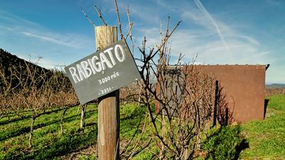 Douro Valley vineyards