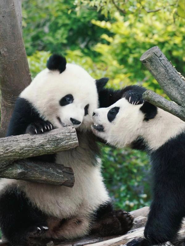 Dujiangyan Panda Valley+Irrigation System 1-Day Private Tour