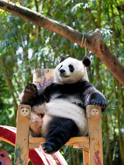 Chengdu Panda Base Private Guided Tour