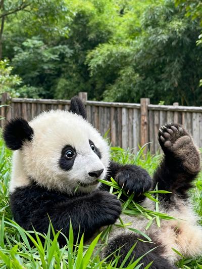 Chengdu Panda Base Private Guided Tour
