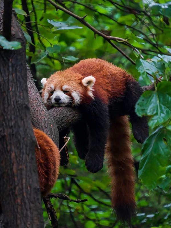 Dujiangyan Panda Valley+Irrigation System 1-Day Private Tour