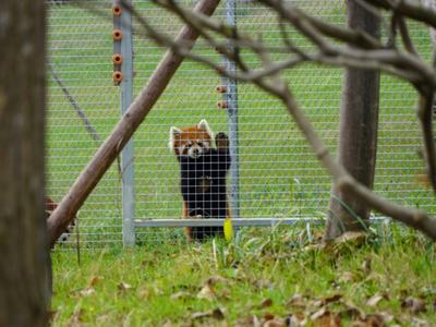 Chengdu Panda Base Private Guided Tour