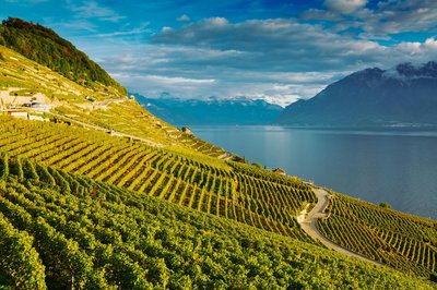 Gruyères, Lavaux & Chocolate Day Trip from Geneva