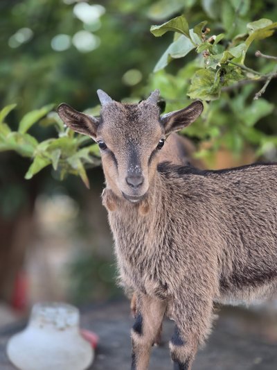 Food Tour: Local Tapas & Tastings w/ Family Farm Visit
